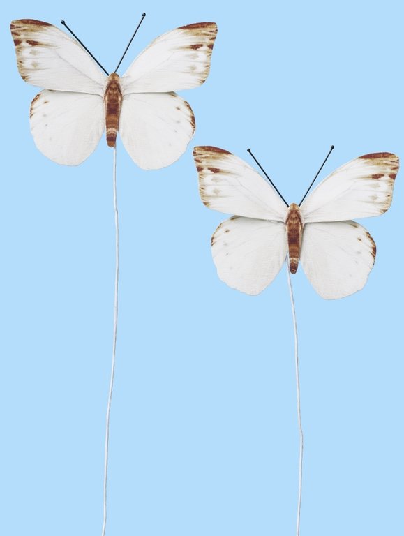Schmetterling III, 2 Stück, weiß-braun, ca 6 cm